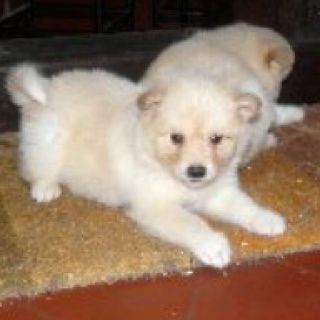 chiots finnois de laponie suomenlapinkoira puppies lapinkoira finnish lapphund cream domiino colors