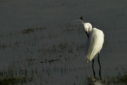 L'Aigrette garzette (Egretta garzetta)