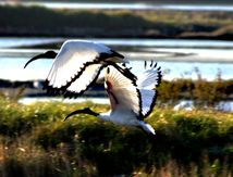 Ibis sacré - Un oiseau qui dérange....Eradication annoncée....