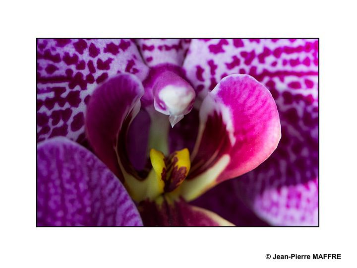 Des orchidées dans toute leur splendeur nous ravissent par la variété de leurs formes et de leurs couleurs.