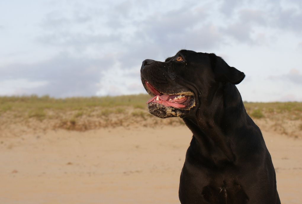 Album - Cane corso.2 ans (15 photos)