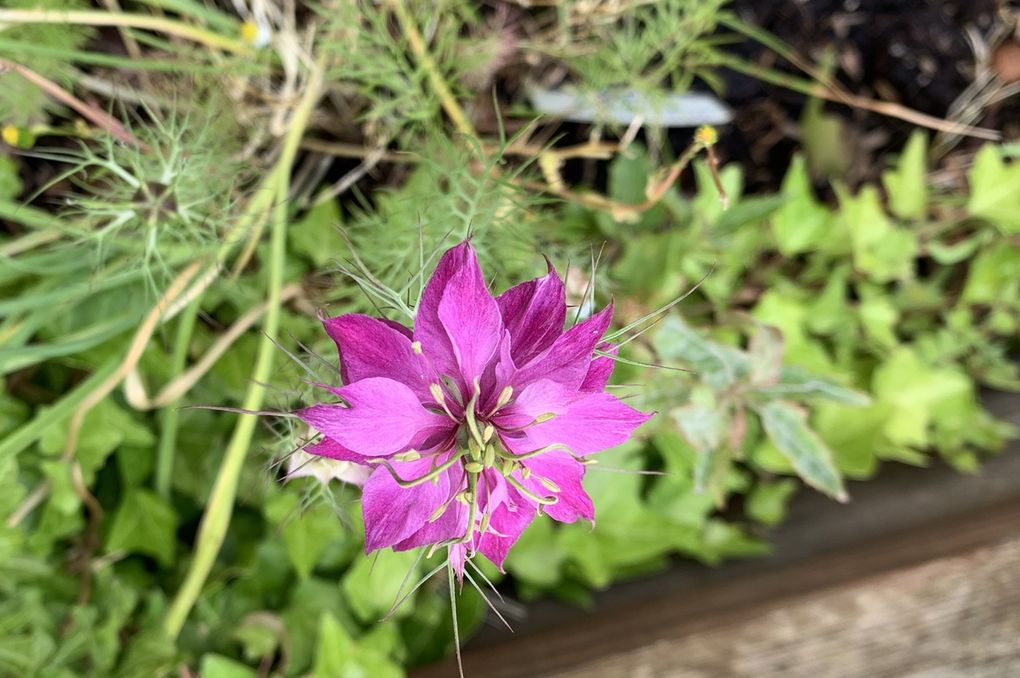 Les fleurs du mois de mai dans le micro jardin urbain (en 2019)