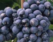 #Red Gamay Producers Pennsylvania Vineyards