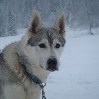 La magie des chiens de traîneau