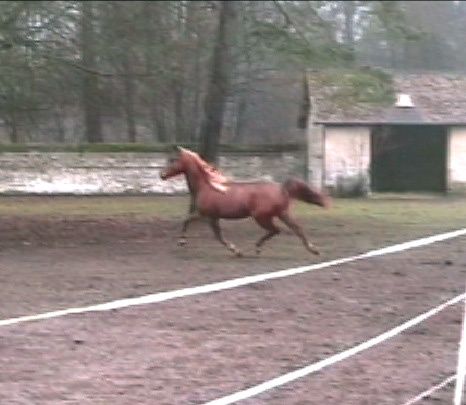 Album - poulains d'Europe's Padron - Europe's Padron foals 