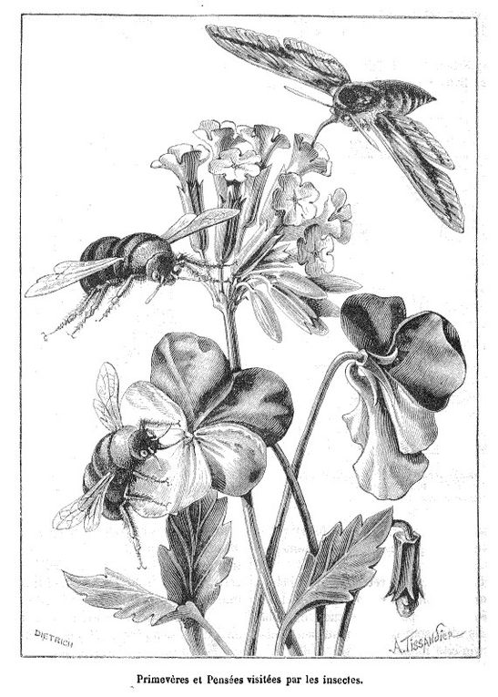 Dessins extraits de la revue Nature 1873