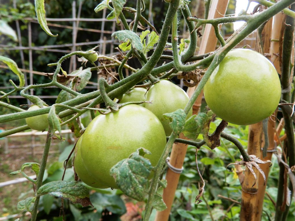 Le potager prolonge la saison