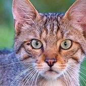 Animaux: Le chat sauvage colonise Vaud et Fribourg