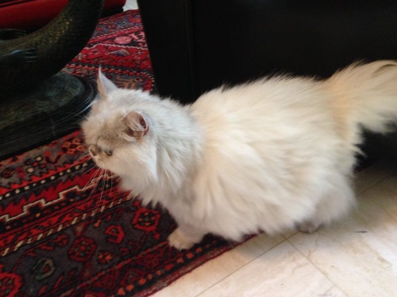 Adoption Chats Freesby Leonia Miss Volodia Bienvenue Chez Nounette