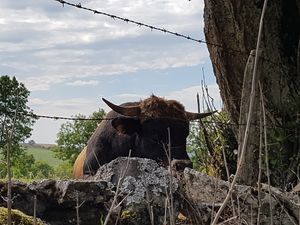 La boucle des Enfruts