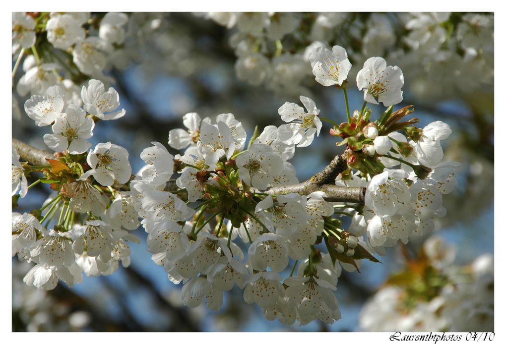 Album - Fleurs-et-macros