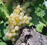#Piesporter Producers Arizona Vineyards
