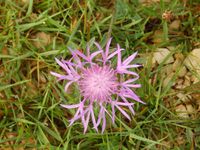 La Brenne - Etang Blizon 08/08/2014