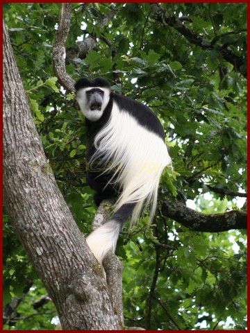 Album - VALLEE-DES-SINGES-2010