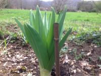 Enfin des Eremurus au Jardin de Frescati !