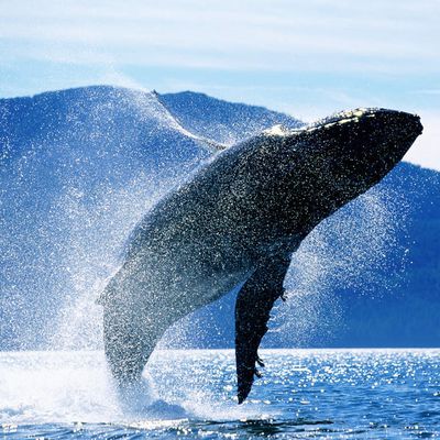 Baleines en danger 