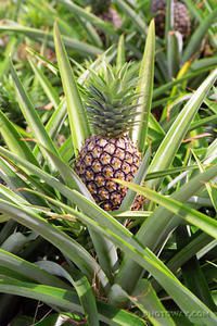 Confiture d'ananas