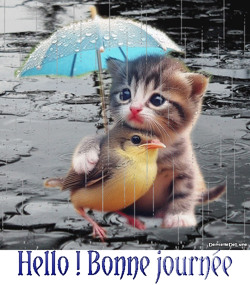Hello - bonne journée - pluie - chat - oiseau - parapluie - gif animé