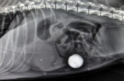 Hernie Diaphragmatique Chez Un Chat Kikivet