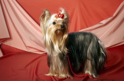 Yorkshire Terrier, allevamenti e carattere