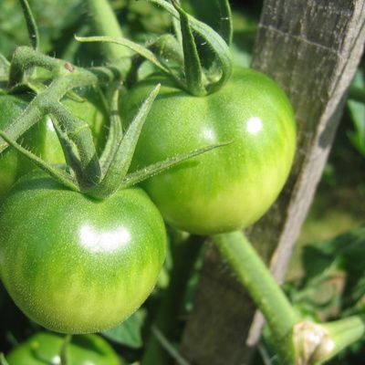 Comment préparer de la confiture de tomates vertes ?