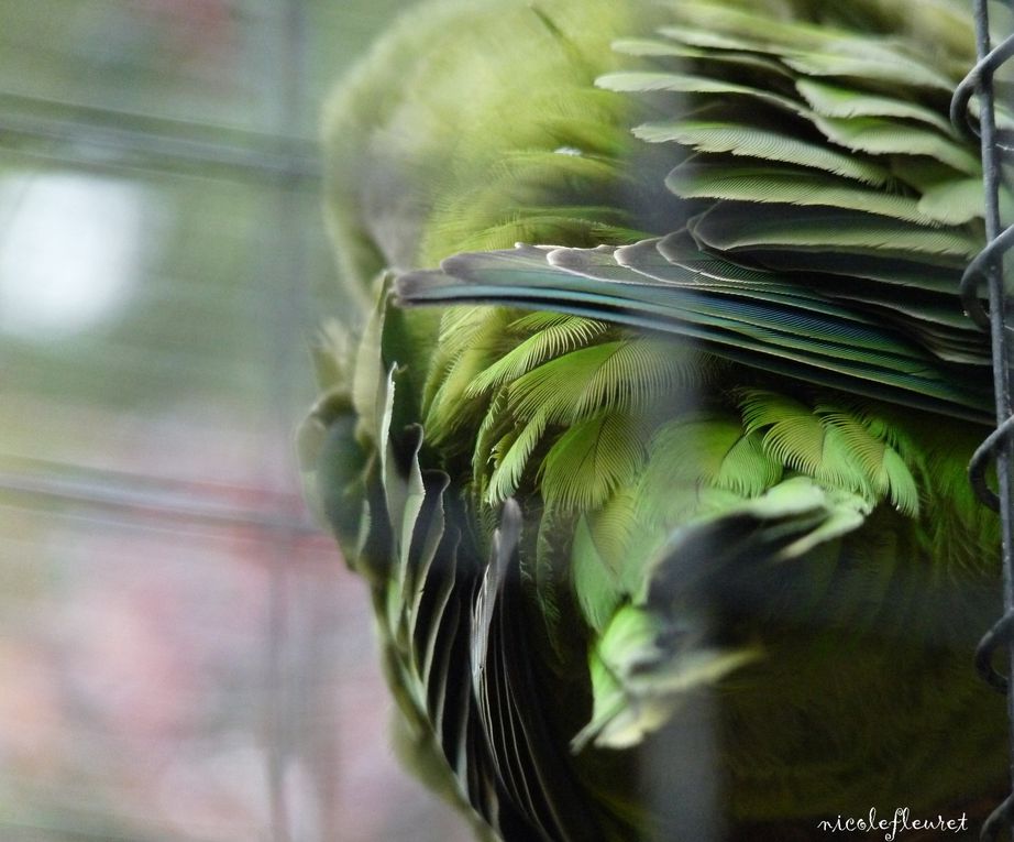 près de Lyon, une magnifique réserve d'oiseaux des 5 continents