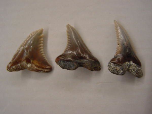 <p>
Des trilobites ordoviciens aux requins miocènes, voici l’essentiel des fossiles de l’Anjou, de la Touraine et du Poitou.
</p>
<p>
Tous appartiennent à ma collection privée.
</p>
<p>
Bonne visite !
</p>
<p>
Phil « Fossil »
</p>
