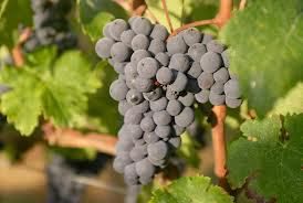#Cabernet Franc Producers Massachusetts Vineyards