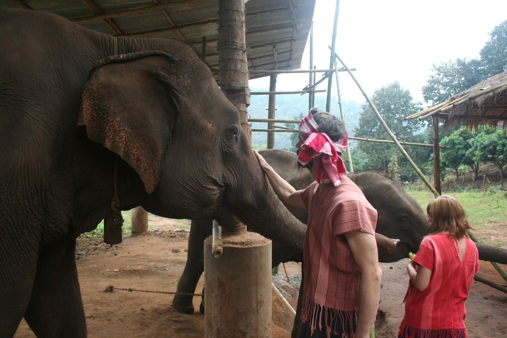 Depart pour le Nord Thailande.
Escale "obligee" a Chiang Mai. Visie de temples, nombreux dans la vieille ville. Training d'elephants.- Pai reggae fest