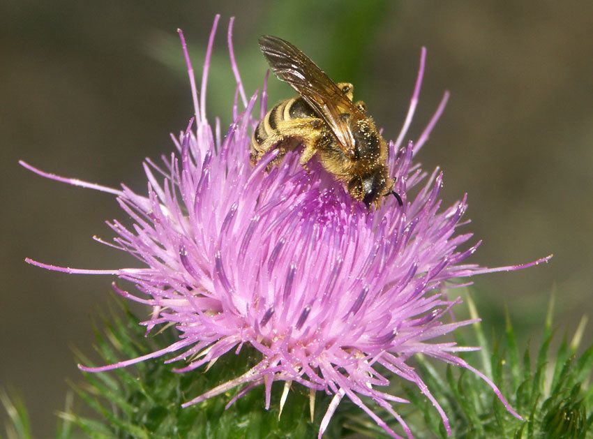 Quelques photos d'abeilles - au sens large - les Apoidea, la super famille, avec près d'un millier d'espèces connues rien qu'en France !... plus de 20 000 dans le monde, mais il en reste plein, plein à découvrir... ;-)

<div style='width:450;di