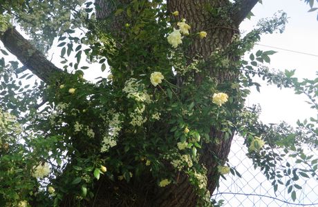 L'étang et le talus de ce jardin