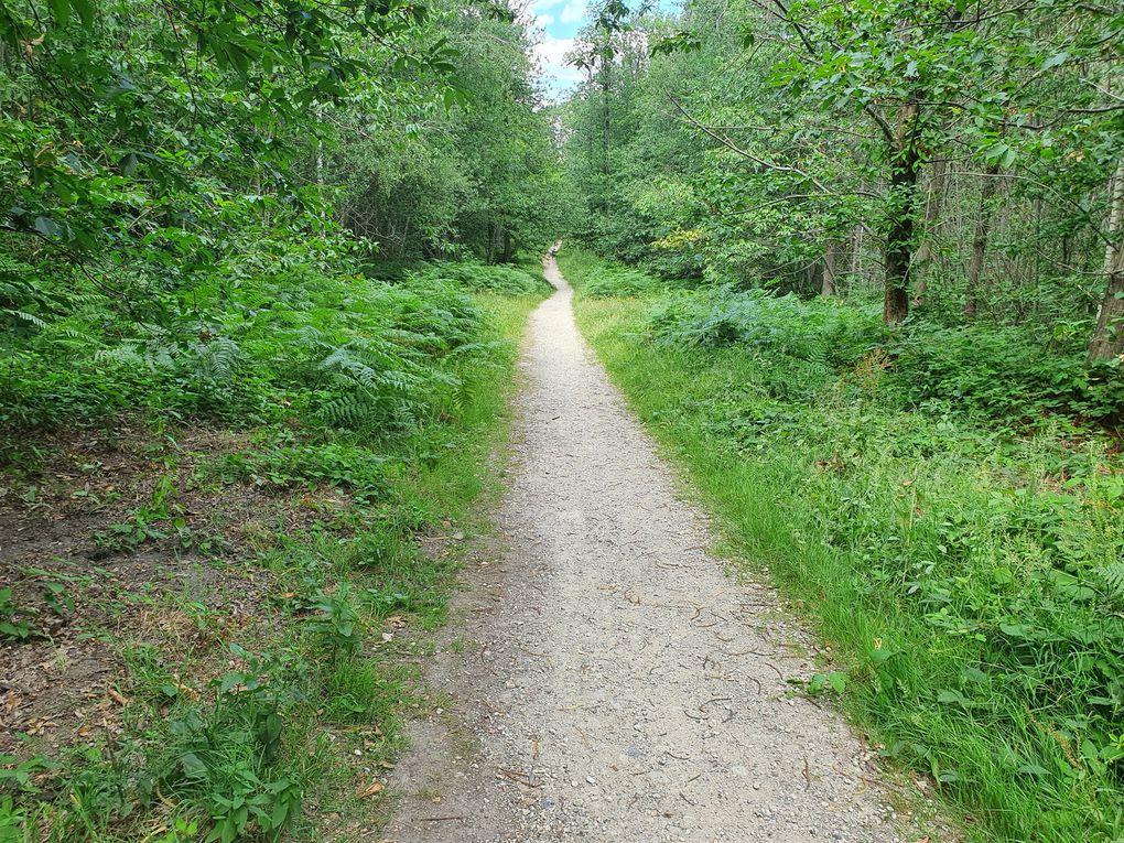 c'était une belle journée , avec une si très belle ballade en forêt en ce jour