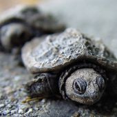 Peindre un bébé tortue de mer