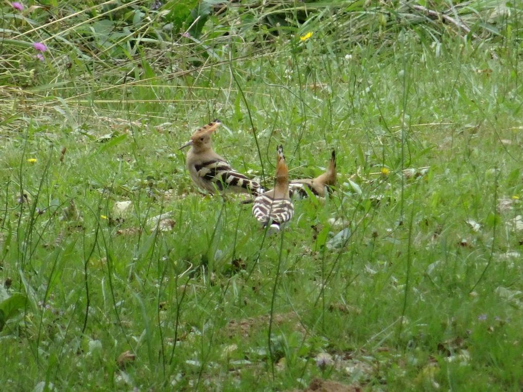 clichés n° 33  :  On dirait le sud... de l'Auvergne..