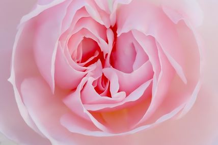 Coeur de rose La Giralda, photo réalisée avec le Sigma 150 mm macro f:2.8 et le Canon EOS 5D mark II