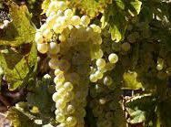 #Ugni Blanc Producers Brasil Vineyards 