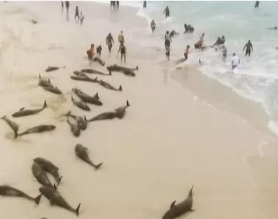 136 dauphins retrouvés morts sur une plage du Cap-Vert