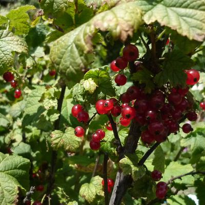 Confiture aux 4 fruits rouge