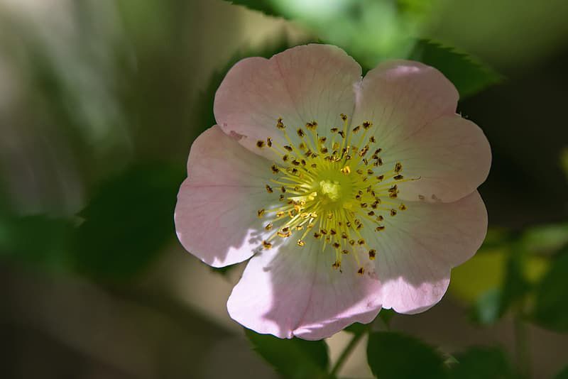 Les ronces (Rubus gr. Fructicosus, Rosacées)