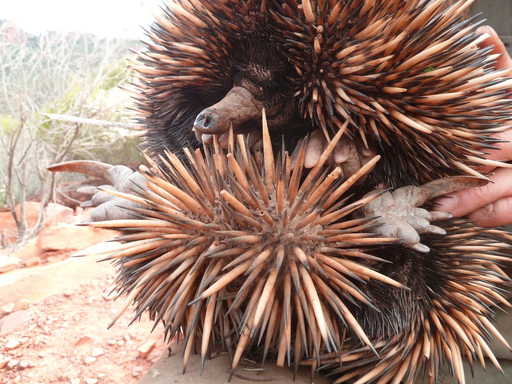 Album - 38 Outbacktrip von Prot Augsta nach Alice Springs - Teil 1