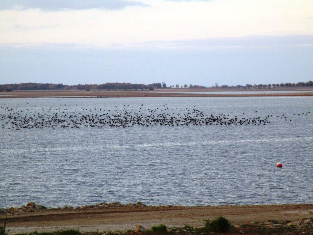 Les grues reviennent le soir sur le lac du Der