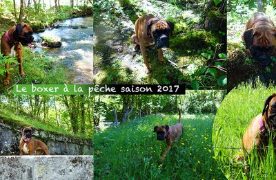 Le boxer à la pêche - saison 2017