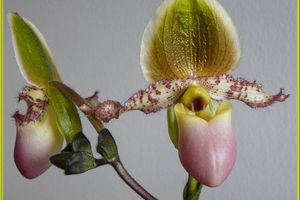 Paphiopedilum Pinocchio