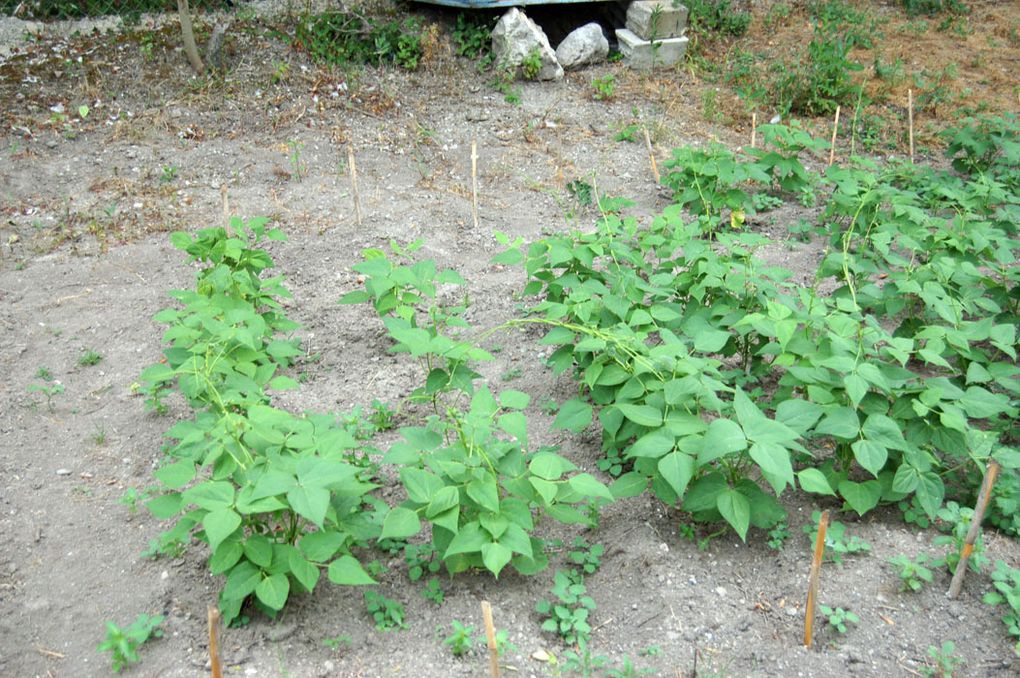 le 1er potager a démarré ... les plantes amies sont respectées ... on pensera à la rotation des cultures.
Les plantes d'agréments sont envahies par les plantes spontanées qui se sont développées.