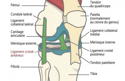 Musculation genou ligament