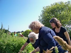 6 juillet : Atelier autour de l'ortie