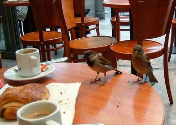 deux visiteurs au petit café du matin  