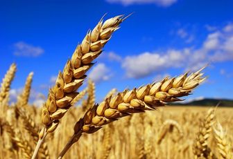 Allergie au blé ou intolérance au gluten ?