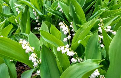 MAI, LE JOLI MUGUET