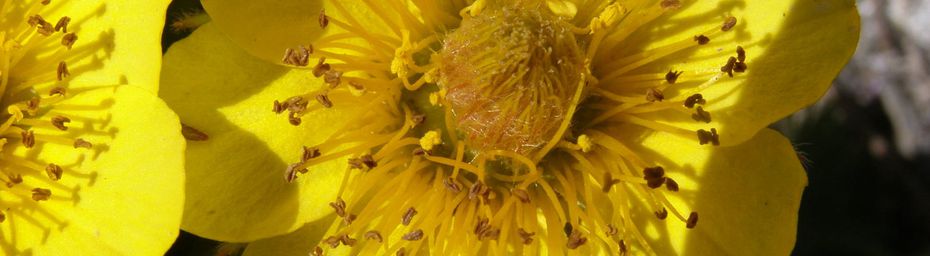 FLEURS DES EBOULIS - La BENOITE RAMPANTE